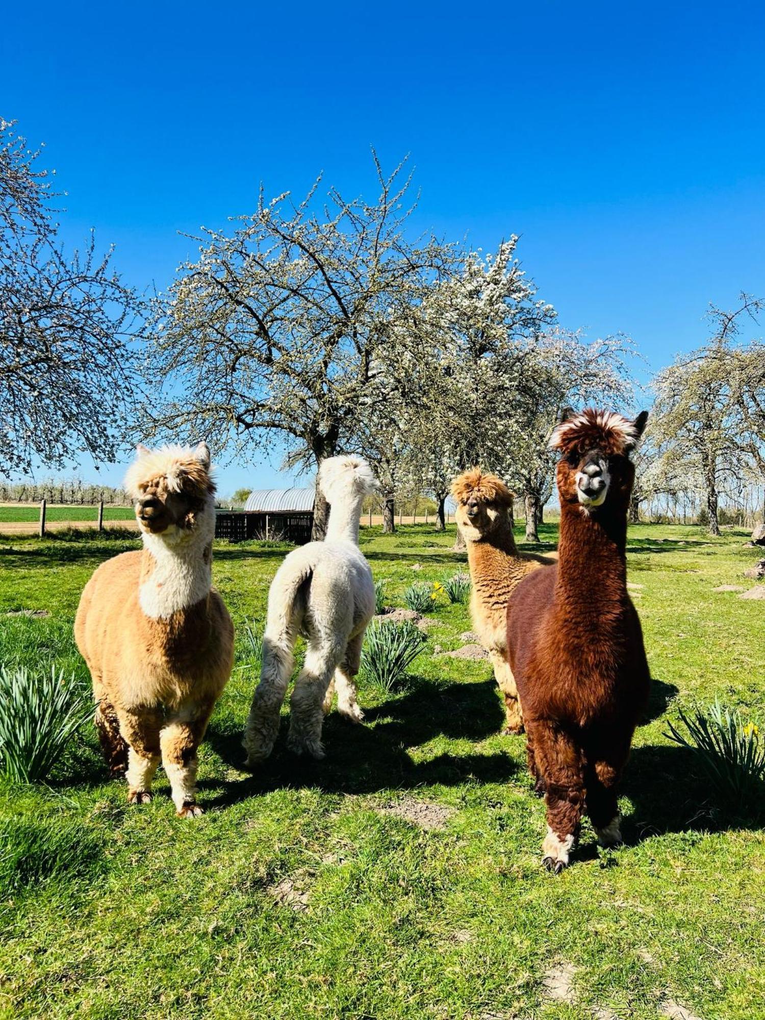 De Smishoeve Met Kinderpret, Dieren En Wellness Heers Exterior photo